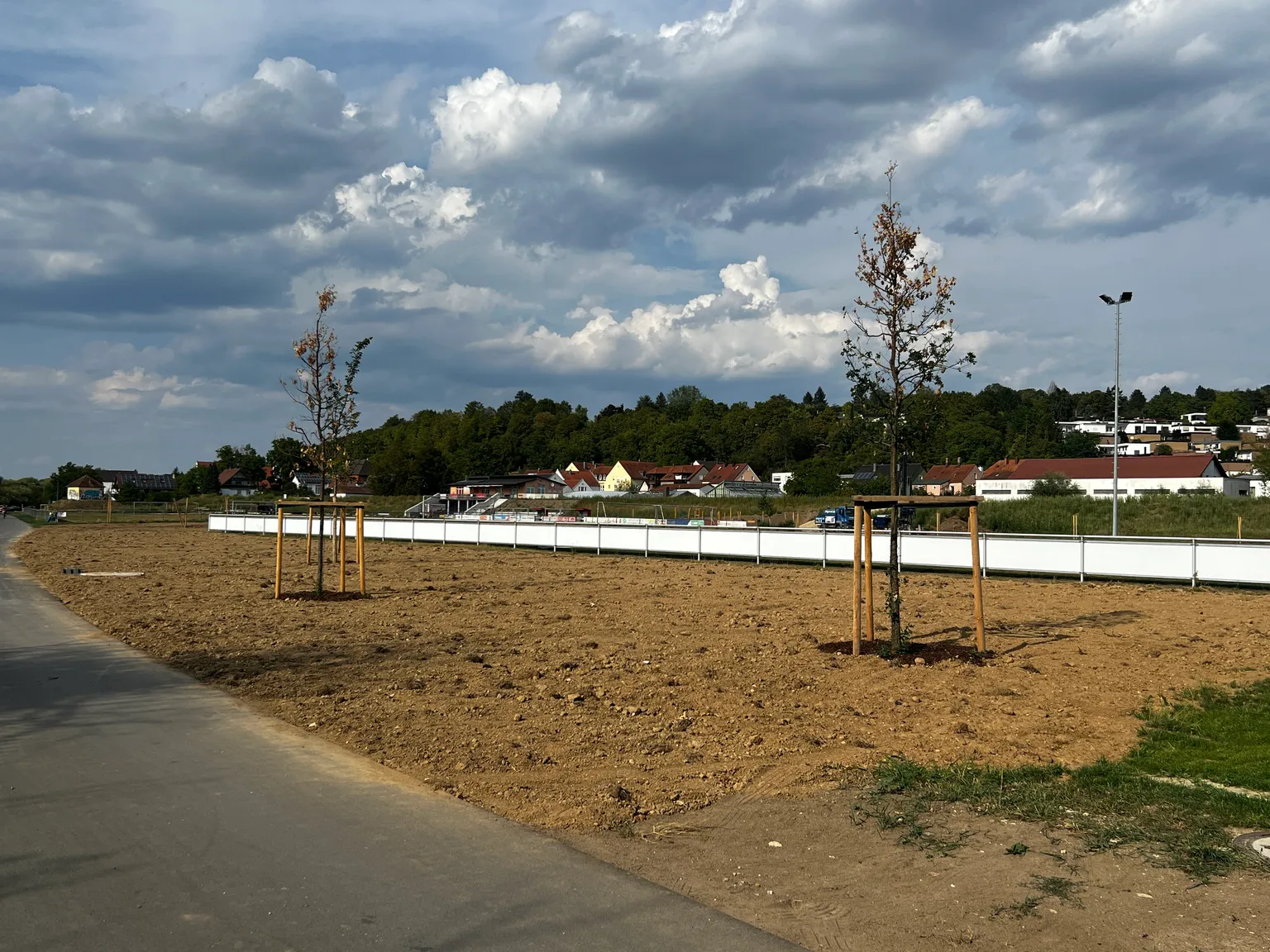 tote Jungbäume