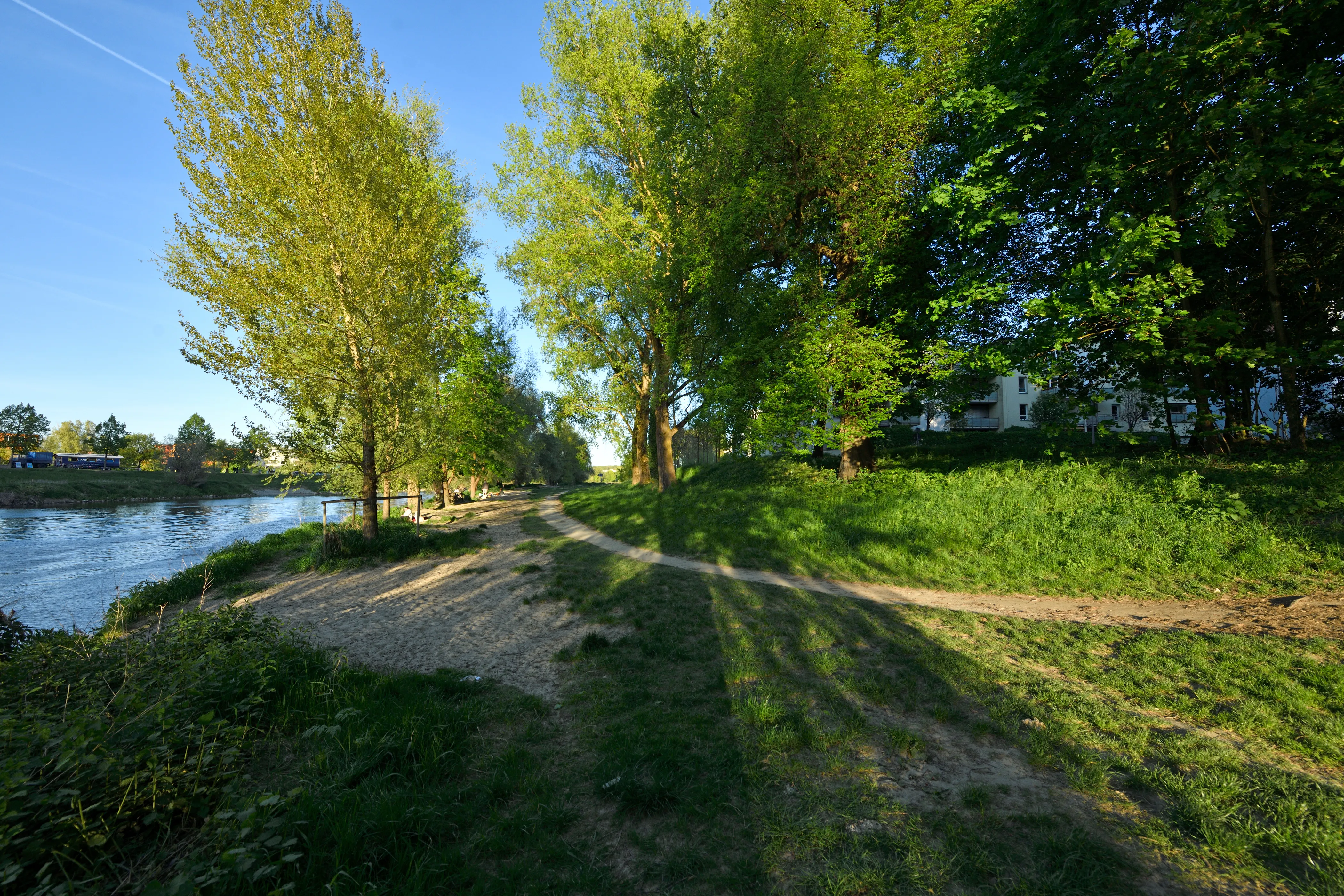 Sonnige Uferwiese am Donauufer mit jungen Pappeln, Schotterweg und Schattenspiel der Bäume auf der Wiese.