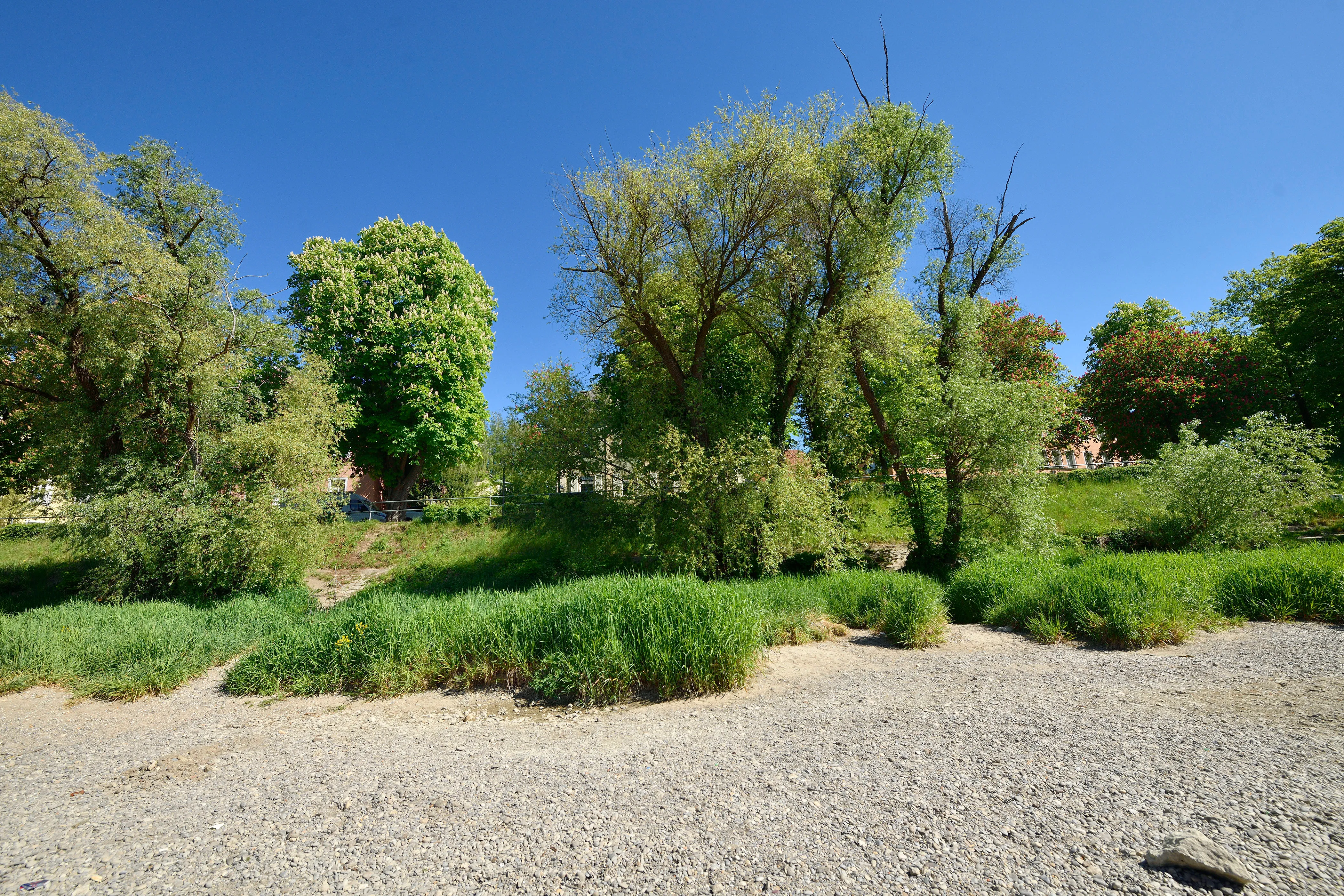 Begrünte Donauinsel beim Wöhrd in Regensburg: Kiesufer, hohes Frühlingsgras und alte, ausladende Bäume vor strahlend blauem Himmel.