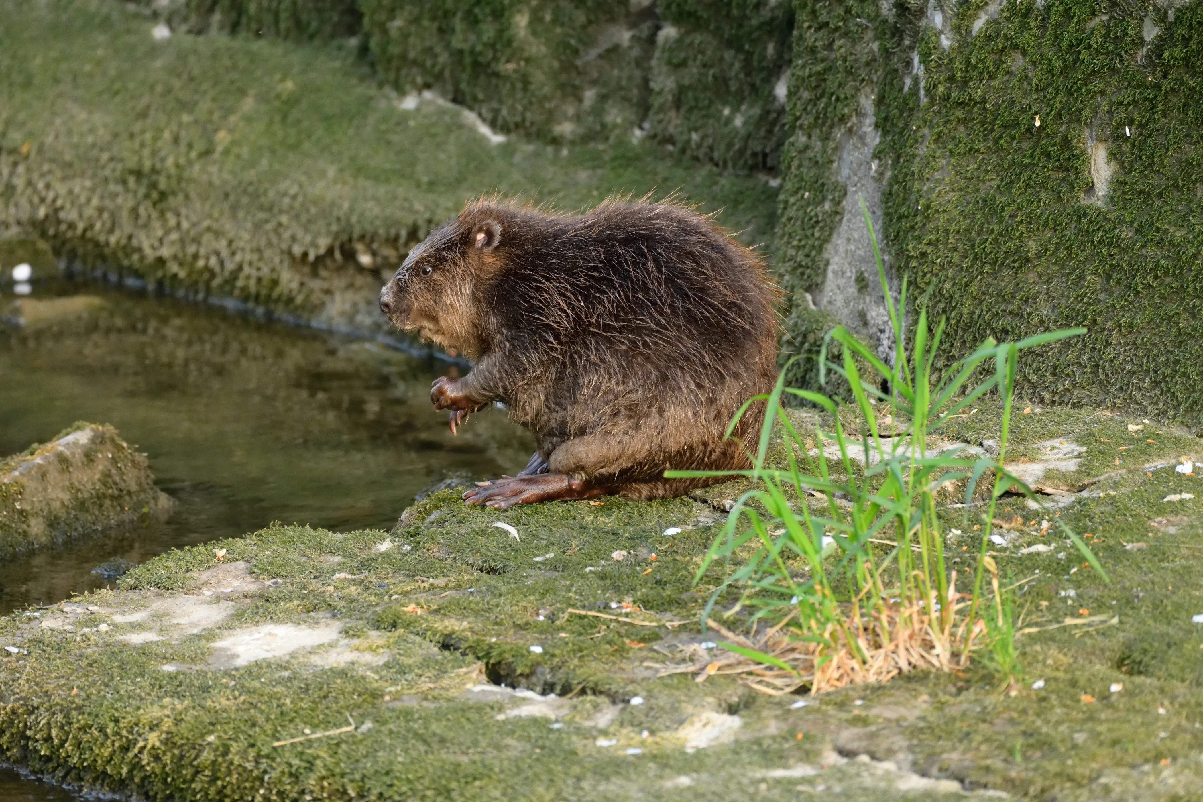 Nutria am Donauufer auf moosbewachsener Steinmauer, im Schilf zwischen Steinen und Wasser.