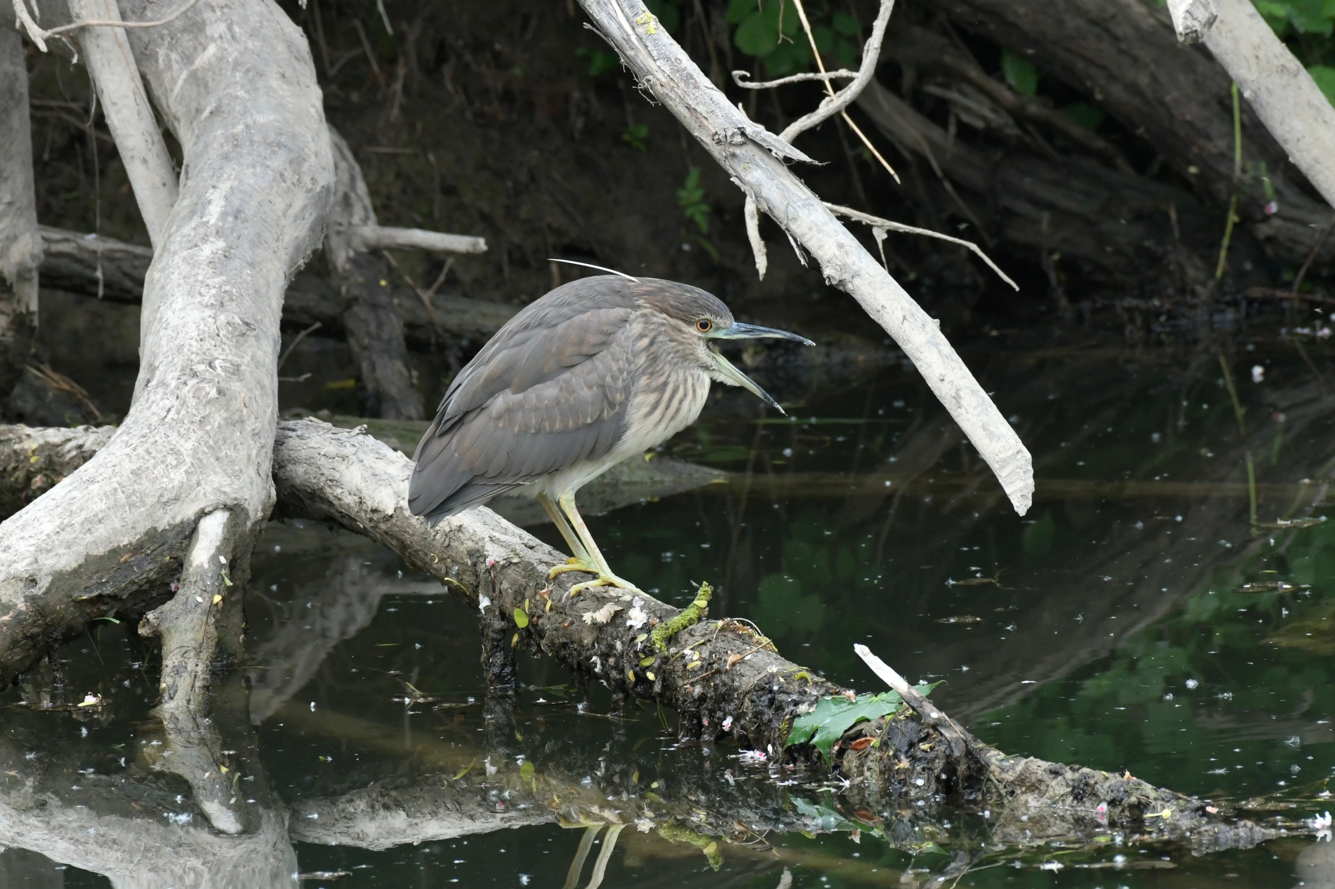 Junger Nachtreiher auf einem Treibholzast über stillem Donauwasser, umgeben von verzweigten Wurzeln.