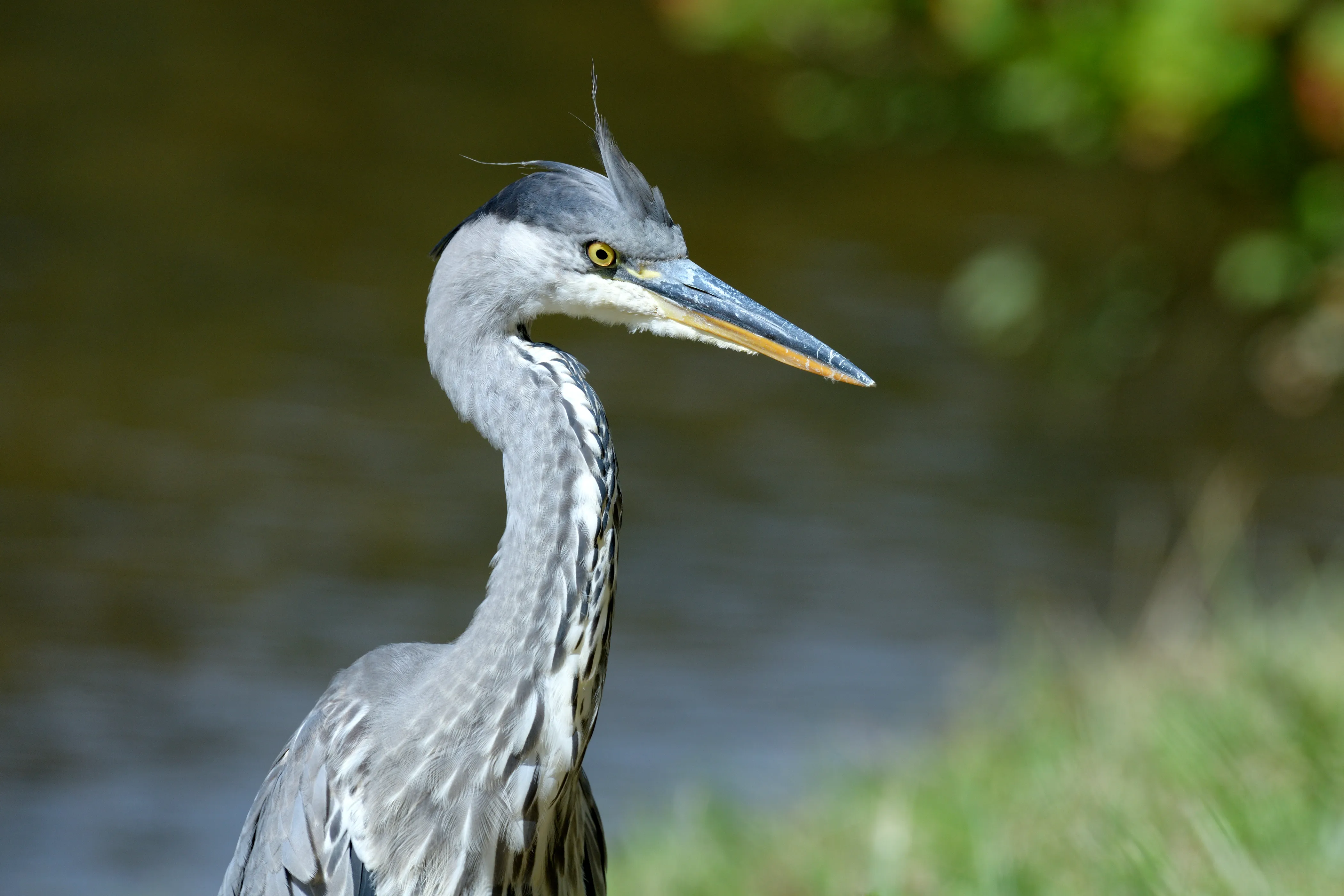 Graureiher im Porträt am Donauufer in Regensburg, mit aufgestellten Kopffedern vor unscharfem Wasser- und Pflanzenhintergrund.