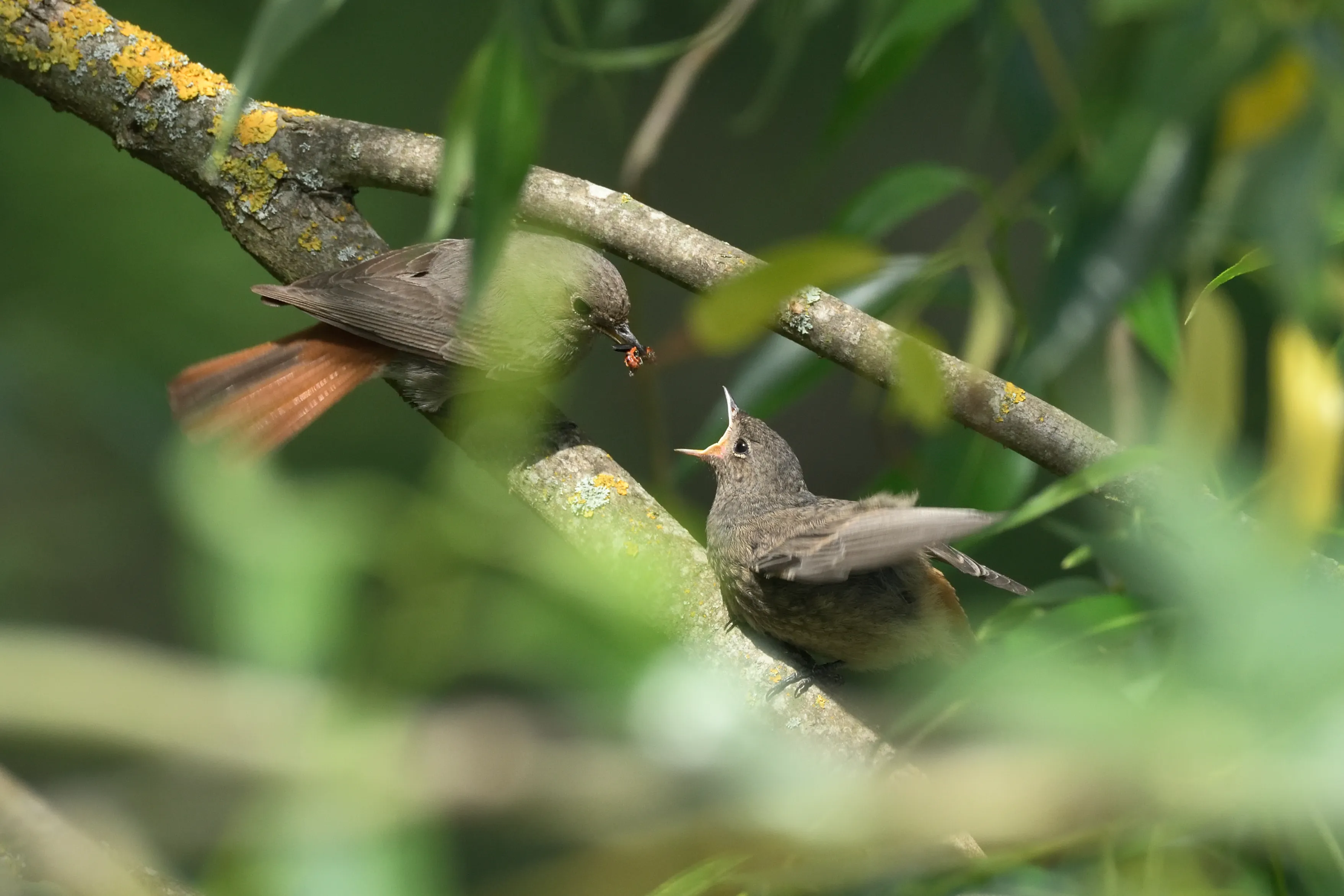 Hausrotschwanz füttert seinen bettelnden Jungvogel mit einer Beute zwischen Bambuszweigen.